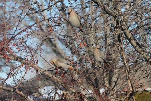 birds  fall  tree