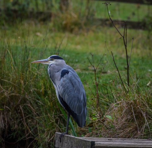 birds  heron  grey