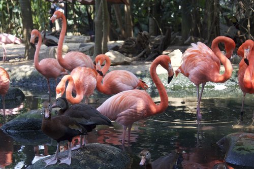 birds  tabasco  flemish