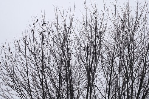 birds  winter  landscape