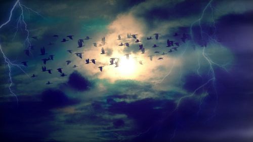 birds migratory birds fly