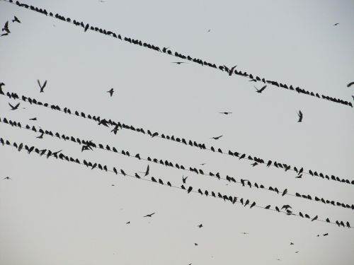 birds hitchcock flock