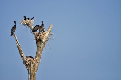 birds  nests  branches