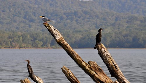 birds  branches  water