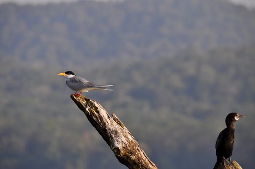 birds  twig  nature