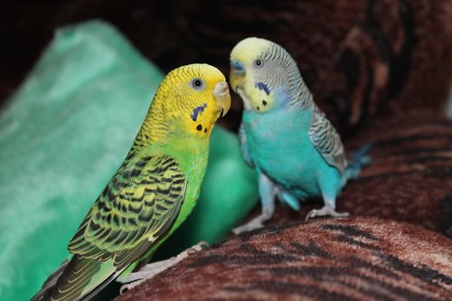 birds  pets  parrot