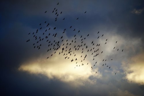 birds  flying  covey