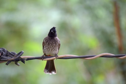 birds  sitting  nature