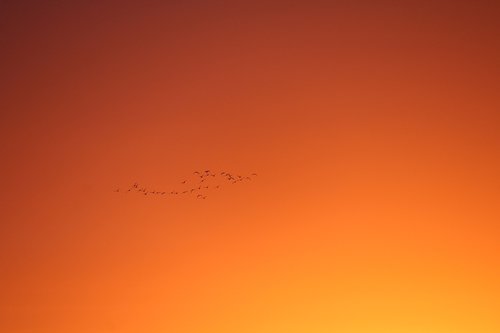 birds  flight  morgenrot