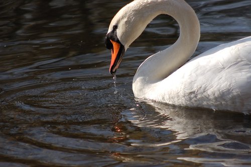 birds  swans  beak