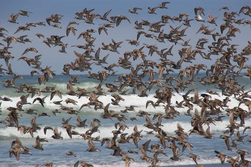 birds  swarm  sea