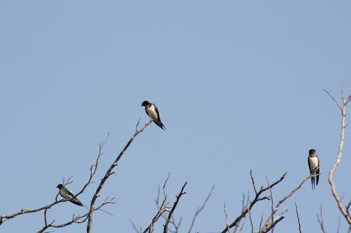 birds  nature  sky