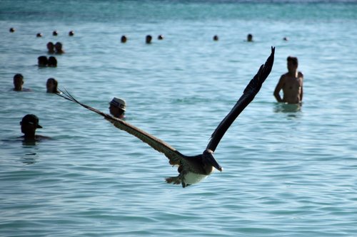 birds  pelican  sea