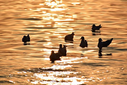 birds  river  sunset