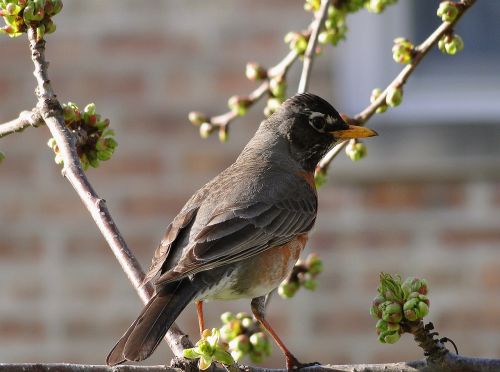 birds ornithology nature