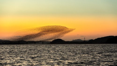 birds  sky  sunset