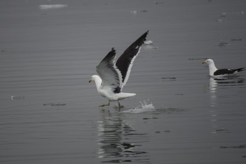 birds  flying  antarctica