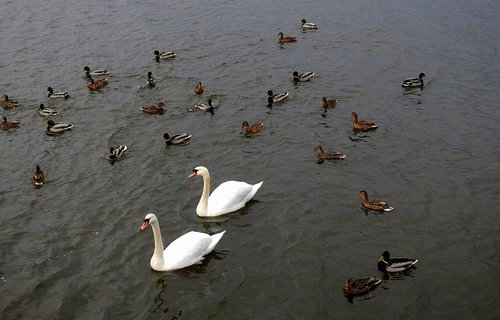 birds  swans  ducks