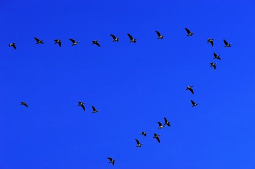 birds  geese  migratory birds
