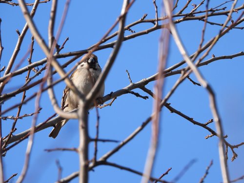 birds  wróbelek  the sparrow