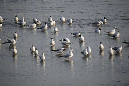 birds  seagulls  sea