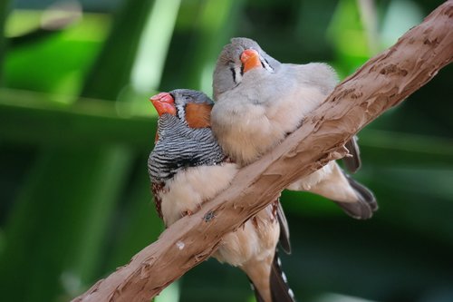 birds  zebra finch  sitting