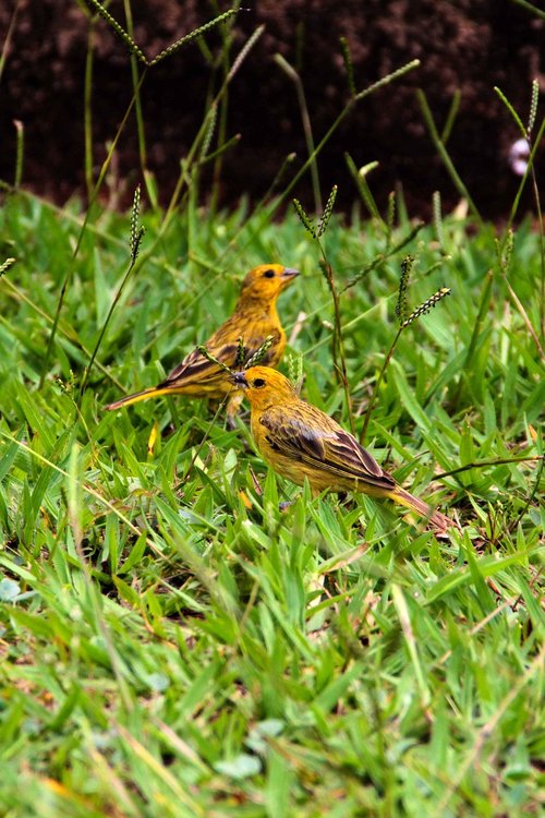 birds  canaries  grass