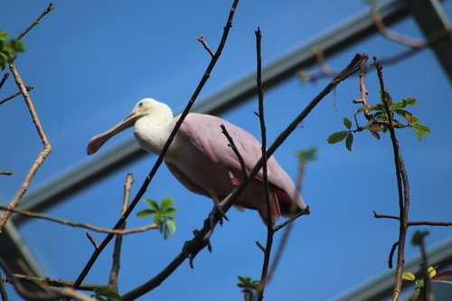 birds  pink  greenhouse
