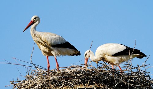 birds  storks  nest