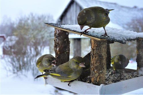 birds  winter  nature