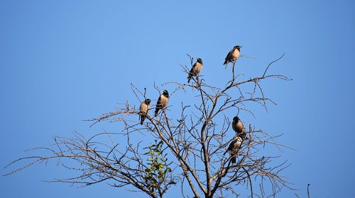 birds  sitting  branch