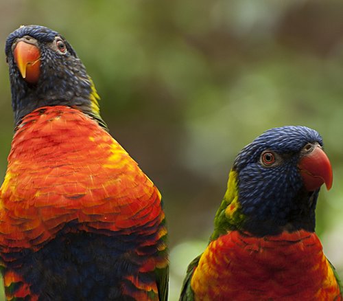 birds  colorful  parrot