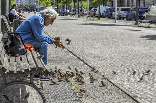 birds  sparrows  man