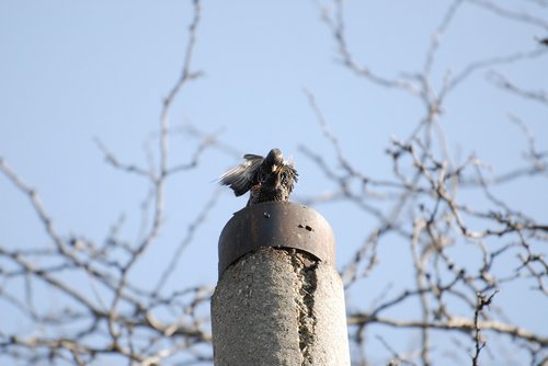 birds  spring  springtime