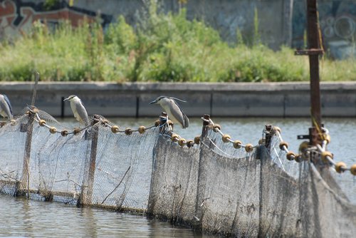 birds  lake  water