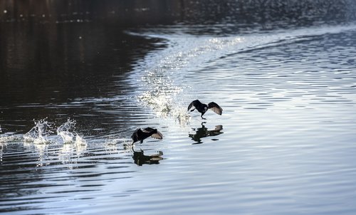 birds  water  lake