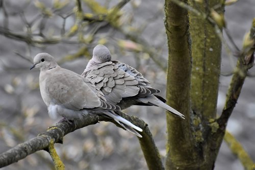 birds  dove  nature