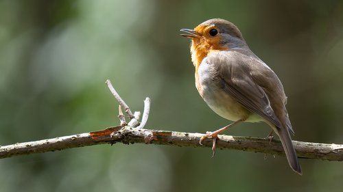 birds  robin  common