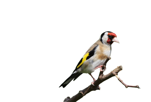 birds  goldfinch  nature