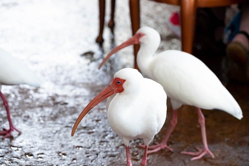 birds  white  ibis