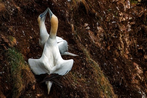 birds  northern gannet  scotland