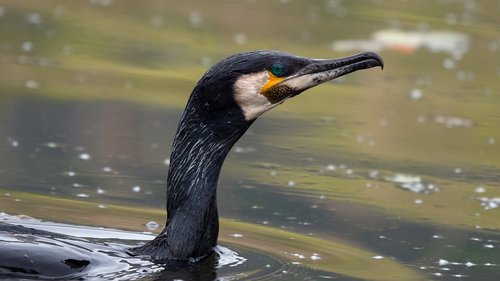 birds  cormorant  bird