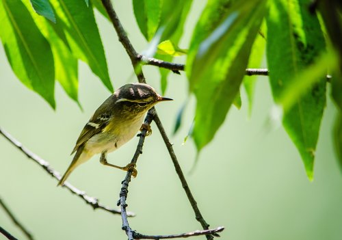 birds  vietnam  nature
