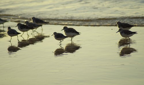 birds  beach  sandpiper