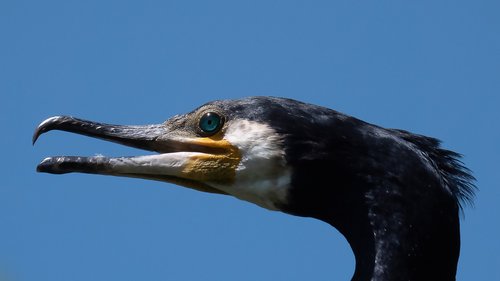 birds  cormorant  bird