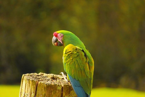 birds  parrot  color