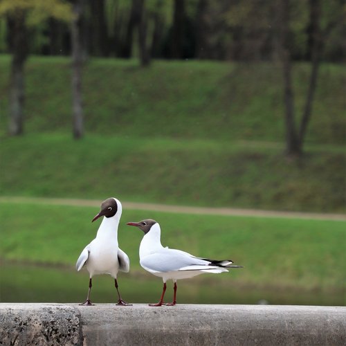 birds  white  quarrel