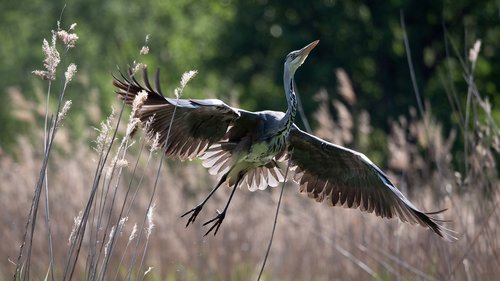 birds  heron  bird