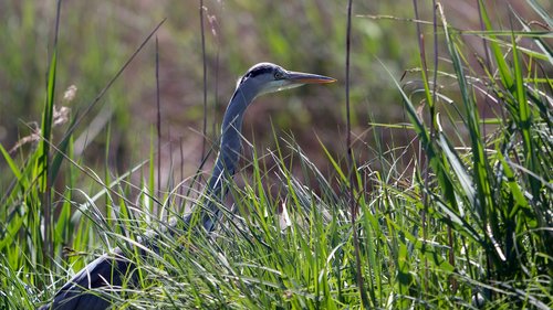 birds  heron  bird