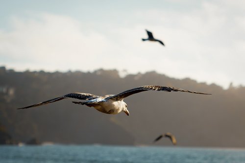 birds  ocean  seagull